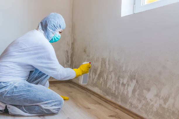 Mold Removal Process in South Hill, NY