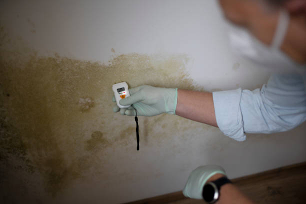 Best Local Mold Removal Service  in South Hill, NY