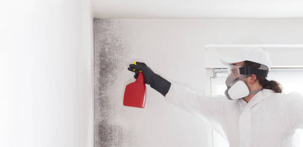 Best Crawl Space Mold Removal  in South Hill, NY