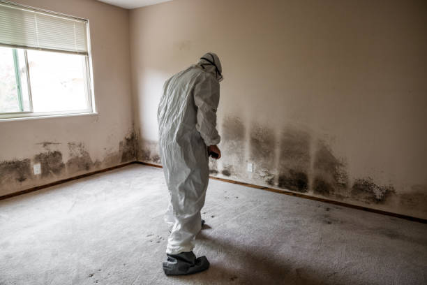 Best Mold Remediation  in South Hill, NY
