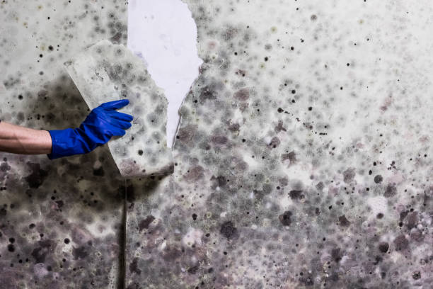 Best Mold Remediation Services  in South Hill, NY