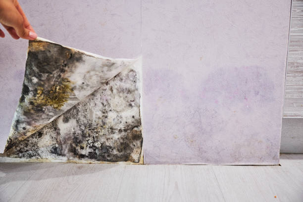 Best Home Mold Removal  in South Hill, NY